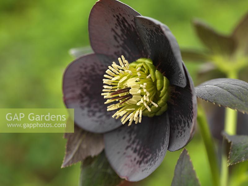 Helleborus x hybridus Ashwoods Garden Hybrids, a slate grey hellebore with even black spotting on the petals that's becoming better defined with breeding. Winter perennial.