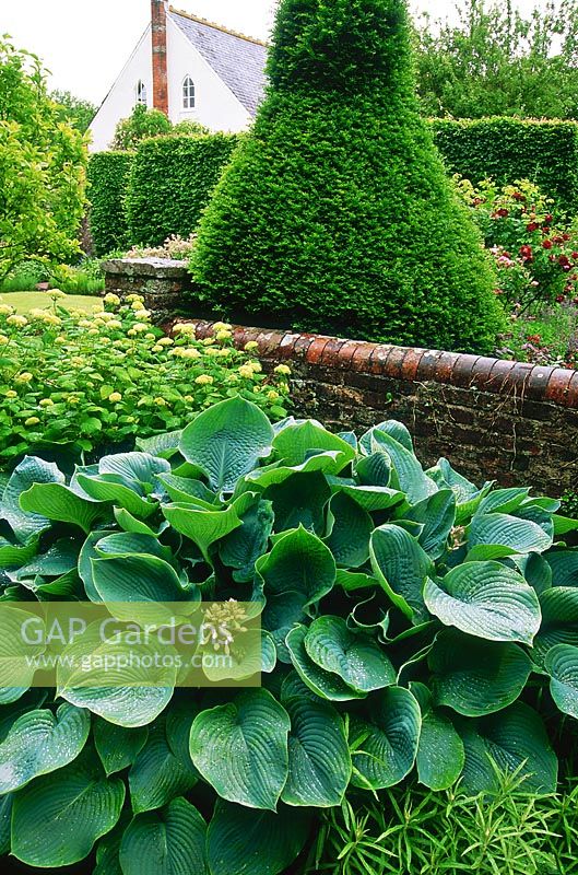 Hosta sieboldiana var. elegans, with Anaphalis margaritacea, Hydrangea arborescens and Taxus topiary. Cerne Abbas, Dorset