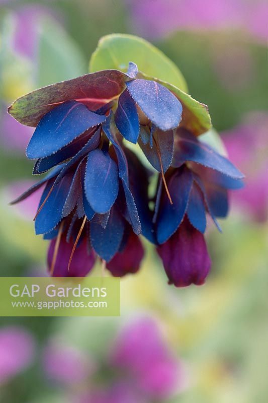 Cerinthe major 'Purpurascens', close up of flower in May
