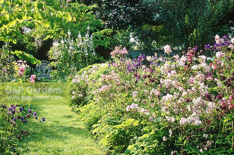 View along lawn path to chair past pink and purple flower border containing aquilegias, deutzia, Ashphodelus albus, cercidophyllum and tulipa. May. 