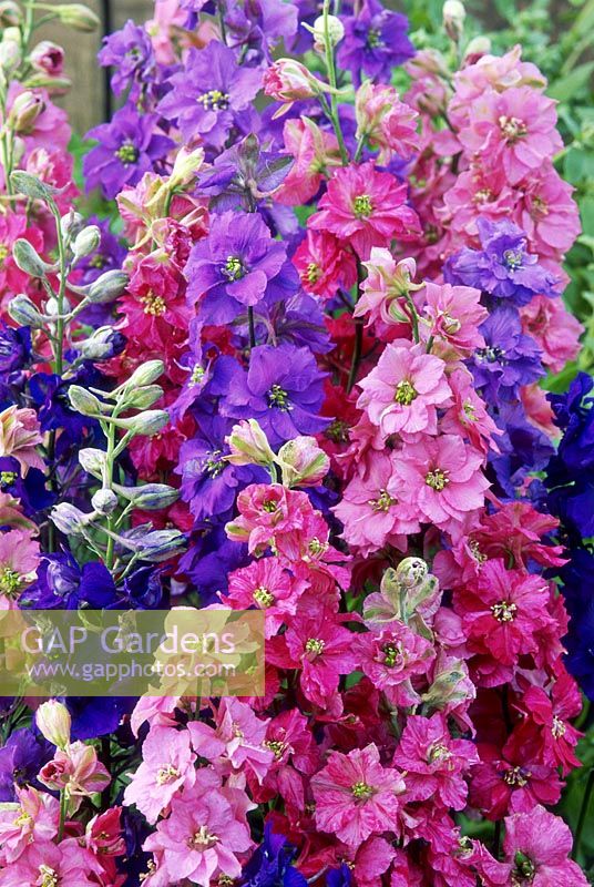 Consolida ajacis - larkspur, close up of pink and blue flowers, September