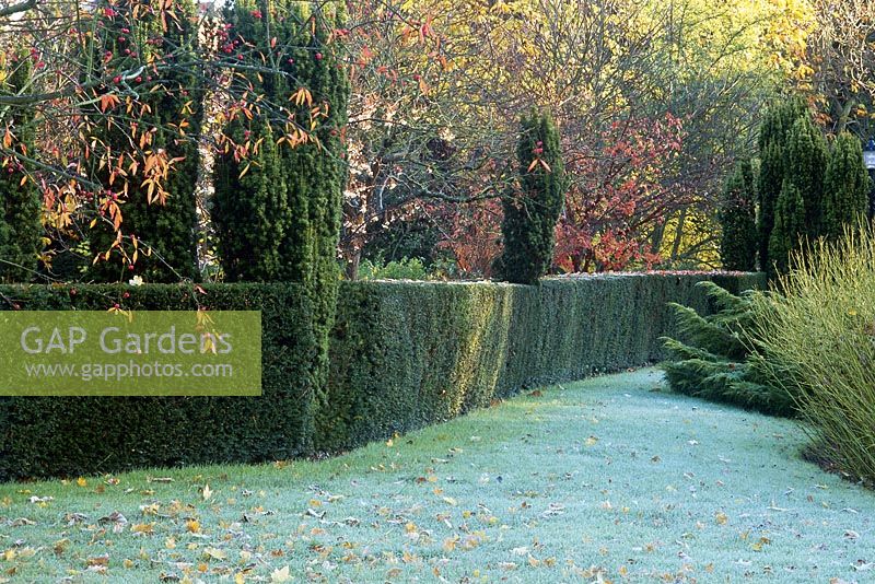 View of frosted winter garden - Taxus baccata fastigiata - yew hedge, Juniperus communis and lawn. Robinson college - Cambridge. November.
