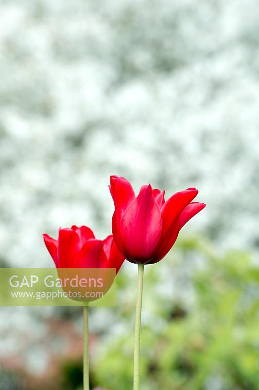 Tulipa 'red shine' - Lily flowered tulip - May Oxfordshire