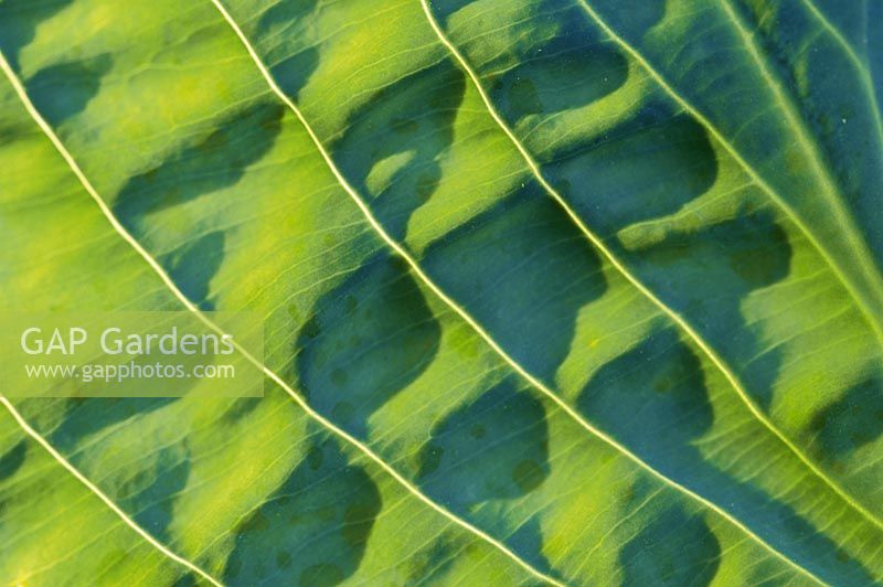 Hosta sieboldiana Blue Cup. Extreme close up of foliage with veins and sunlight