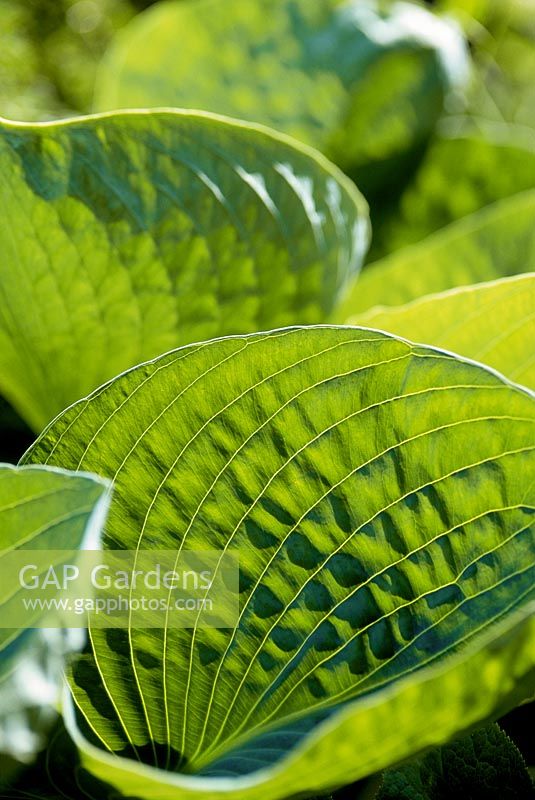 Hosta sieboldiana 'Blue Cup'. Close up of foliage with veins and sunlight