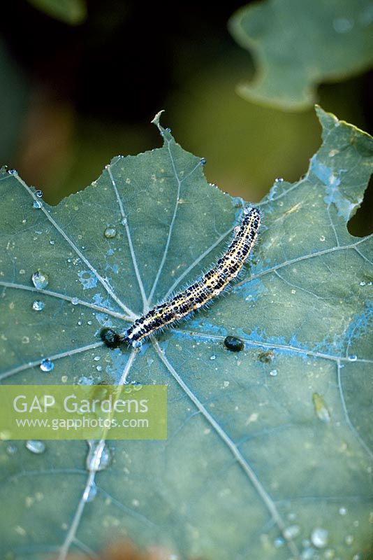 Cabbage White caterpillar - Pieris brassicae larva on nasturtium leaf