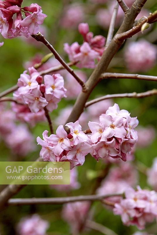 Daphne bholua 'Gherka' - Nepalese Paper Plant. Close up of pink flowers