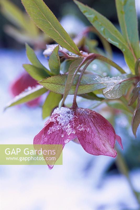 Helleborus x hybridus - Hellebore, flowering in the snow.