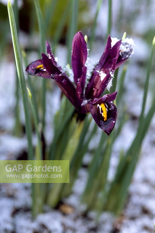 Iris 'J S Dijt', a reticulata iris. Close up of purple flower and light snow