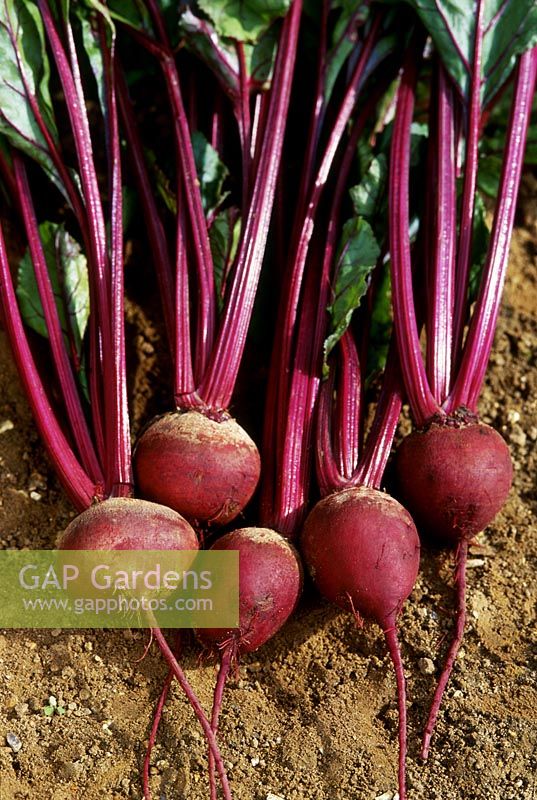 Beta vulgaris var. 'Pablo' F1 Hybrid - pulled beetroot lying on bare earth, September