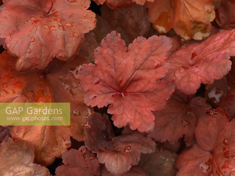 Heuchera Autumn Leaves, an evergreen perennial with variously shaded red leaves
