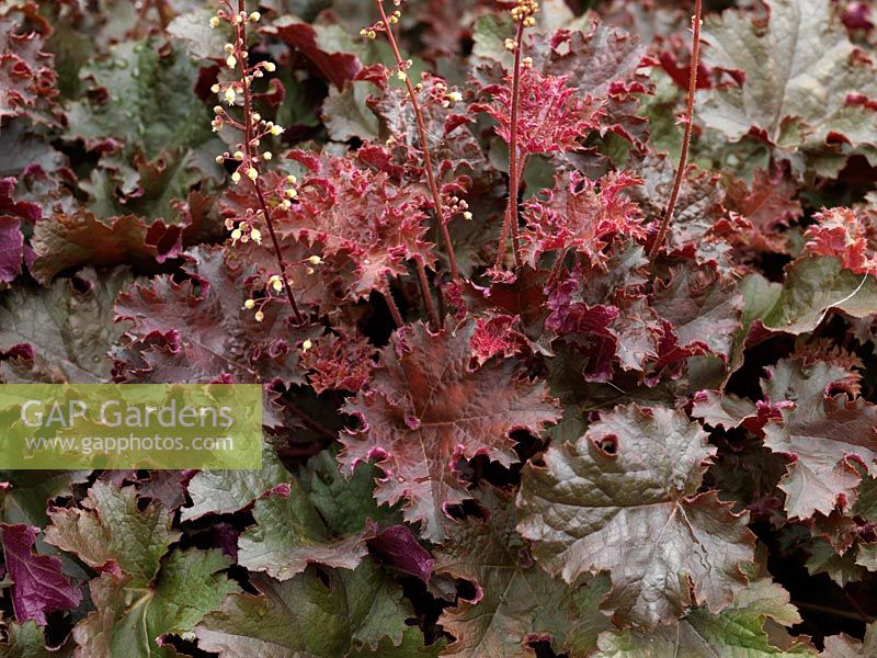 Heuchera Dark Secret, an evergreen perennial with curly, pink, purple and bronze foliage with a red glow on the reverse of the glossy leaves. 