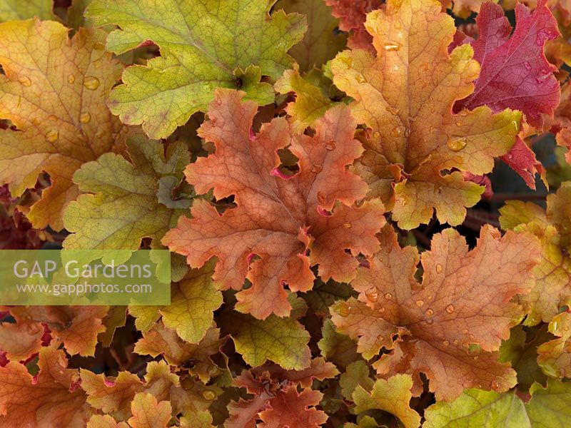 Heuchera Marmalade, an evergreen perennial with showy, slightly ruffled leaves which open pink before turning a rich orange