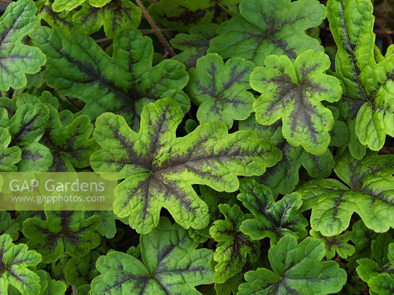 Tiarella Happy Trails, a perennial with small, rounded, lobed leaves marked with a thick black band on the veins.