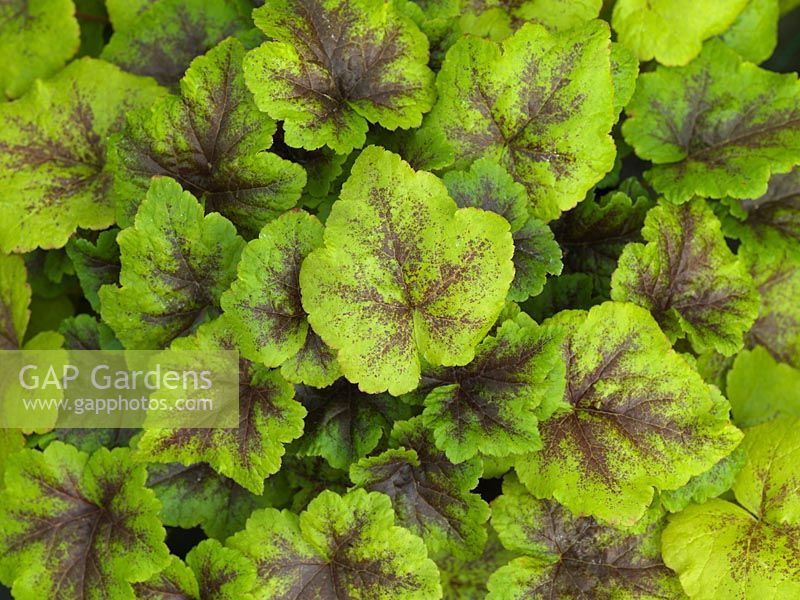 Tiarella Inkblot, a perennial with shiny green foliage with a dark blotch down the centre veins