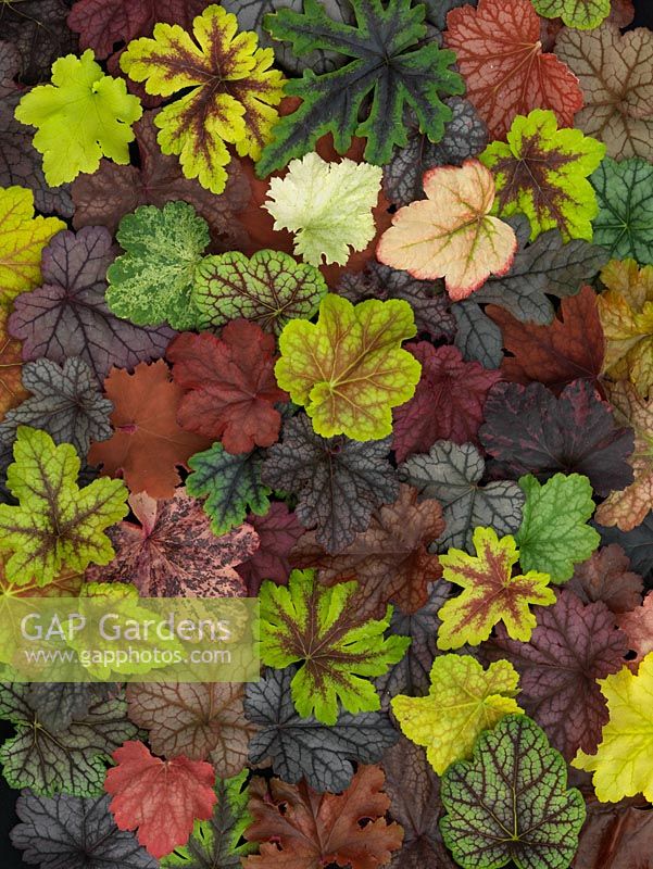 Display of different leaves from the Heuchera National Collection held by Richard and Vicky Fox which includes heucheras, heucherellas and tierellas.