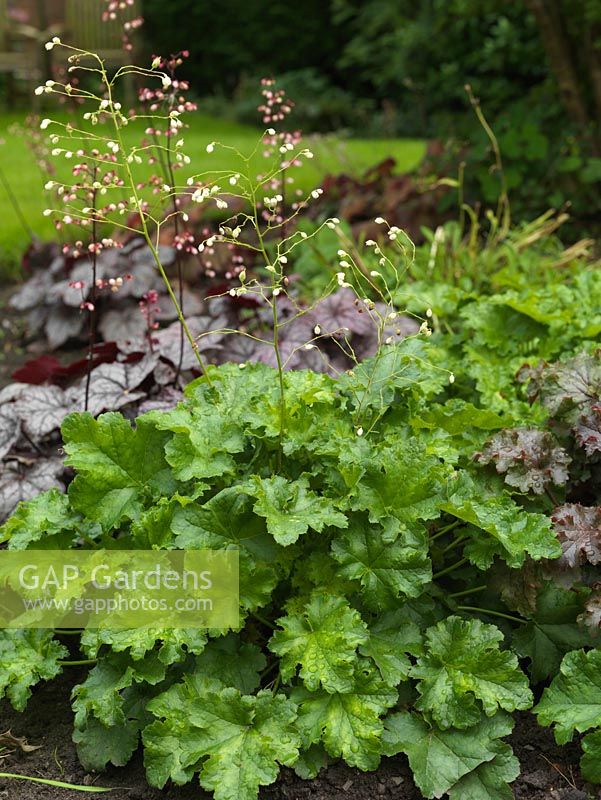 In flower bed, clump of Heuchera White Spires, with shiny mid green crinkled leaves and long stems of white flowers.