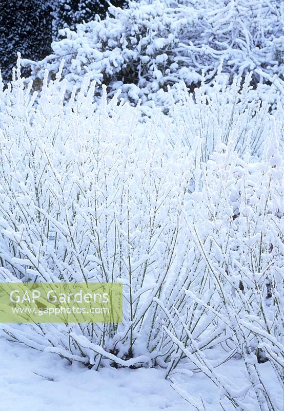Cornus stolonifera flaviramea - Green barked Dogwood covered in snow