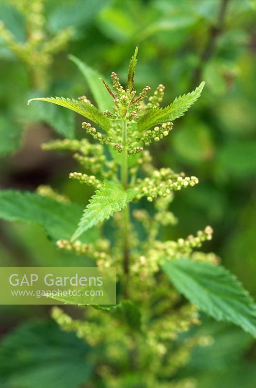 Urtica dioica - Stinging nettle, stingless form