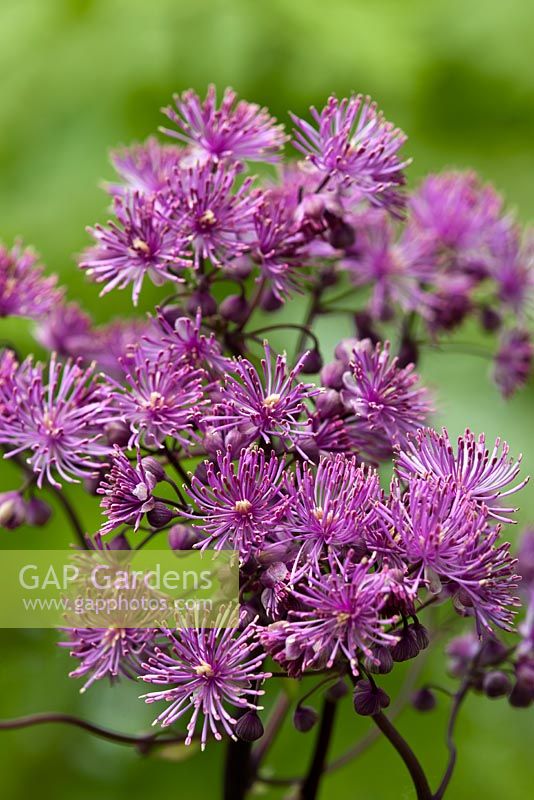 Thalictrum aquilegiifolium 'Black Stockings' 