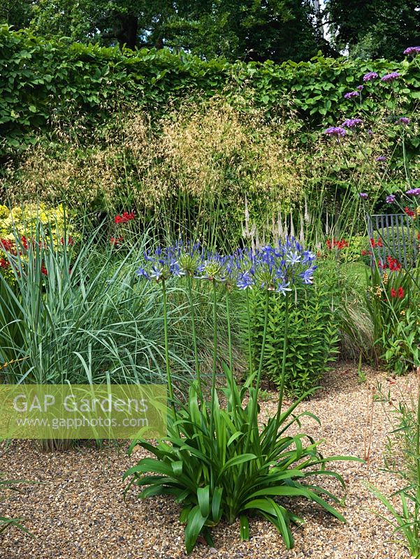 Pleached hornbeam hedges encircle a gravel garden planted with Agapanthus africanus, Crocosmia 'Hellfire', Veronicastrum 'Pink Glow', Verbena bonariensis and Stipa gigantea 'Gold Fontaene'.