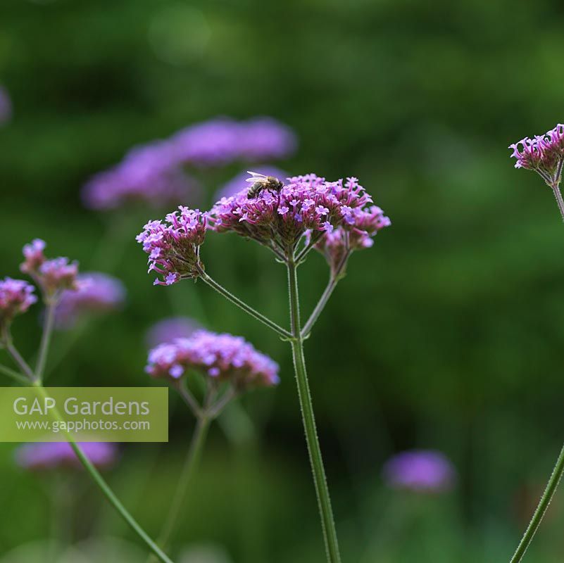 Verbena bonariensis flowers with bee