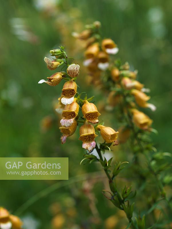 Digitalis laevigata - perennial foxglove