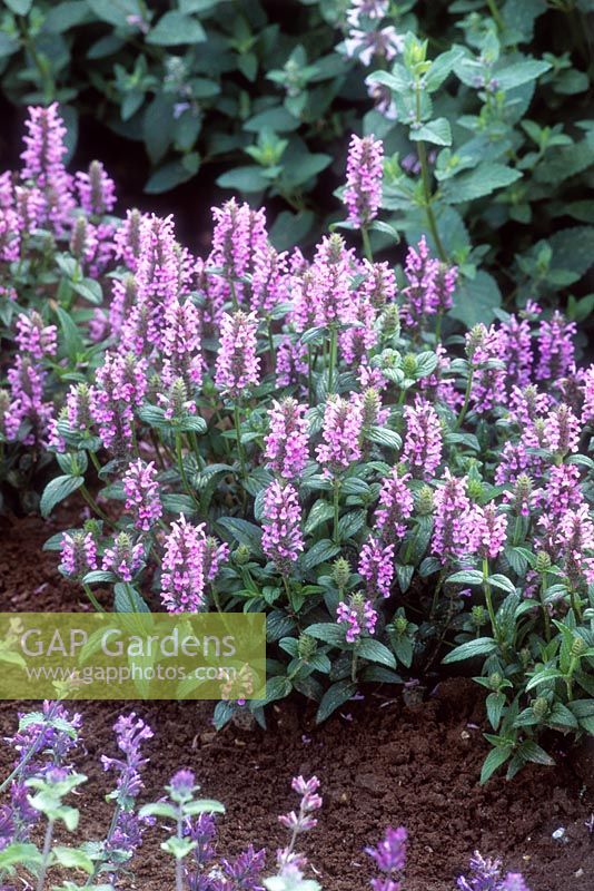 Nepeta nervosa 'Pink Cat' 