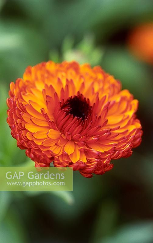 Calendula officinalis 'Neon' - Pot marigold