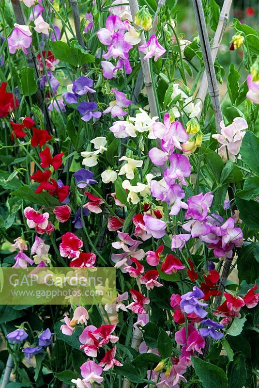 Lathyrus odoratus 'Old Fashioned Mixed'