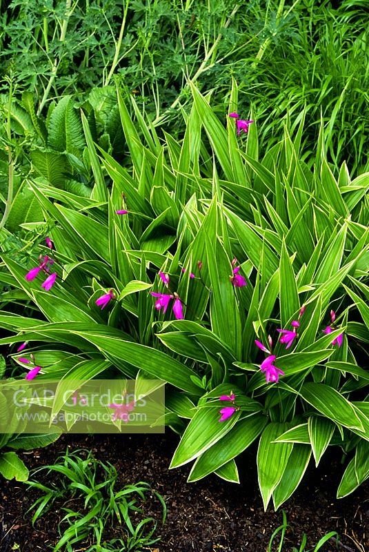 Bletilla striata 'Albostriata' - Chinese ground orchid