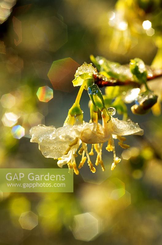 Lonicera x purpusii - Winter honeysuckle with melting snow