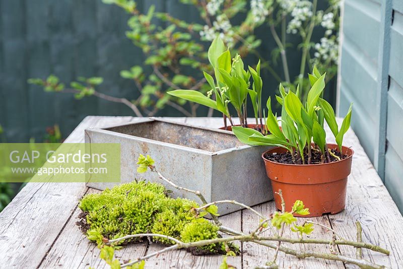 Materials required are Convallaria majalis, Quercus robur branches, Moss and a metal container