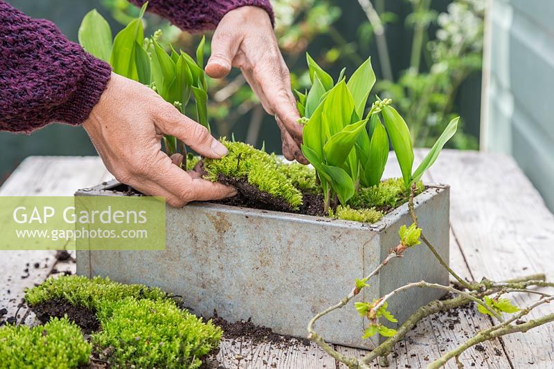 Adding a top layer of Moss at the base of the Convallaria majalis