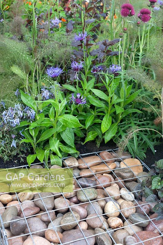 Ooooh ...it makes me wonder. Malvern Spring Gardening Show 2014, inspired by the classic Led Zeppelin song 'Stairway to Heaven', and the Giant's Causeway rock formation, with gabions edged with fennel, cirsium rivulare 'Atropurpureum' and centaurea - Designer: Teresa Rham - Sponsor: The Dingle Nurseries and Gardens