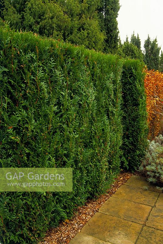 Hedge of Thuja plicata - Western red cedar