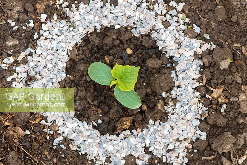 Outdoor cucumber - Cucumus sativus, 'Amanda', young plants circled with cockle shells to deter slugs.