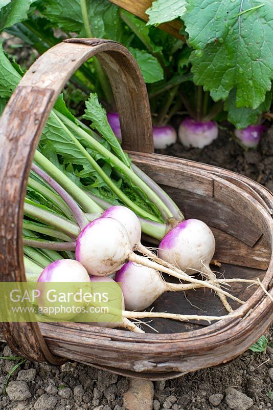 Turnip - Brassica rapa, 'Sweetball' F1, row with freshly pulled roots, in wooden trug.