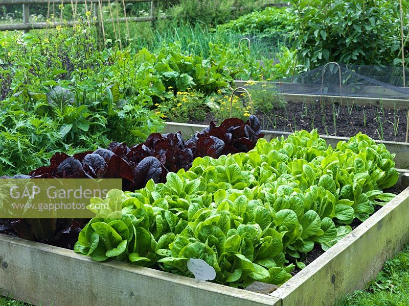 Lettuce 'Aquilia White', growing in a raised bed.