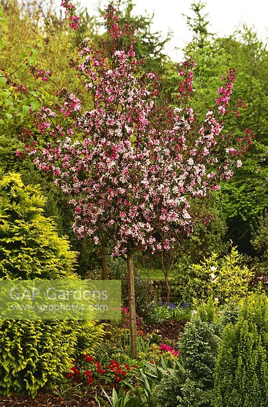 Malus lemoinei in flower