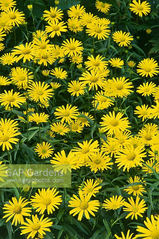 Buphthalmum salicifolium flowering in july