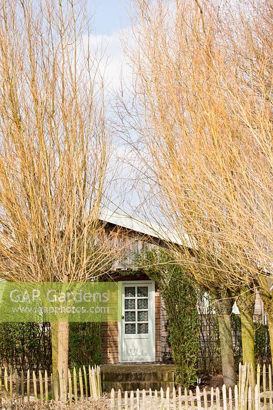 The wooden house surrounded by spring willow trees.