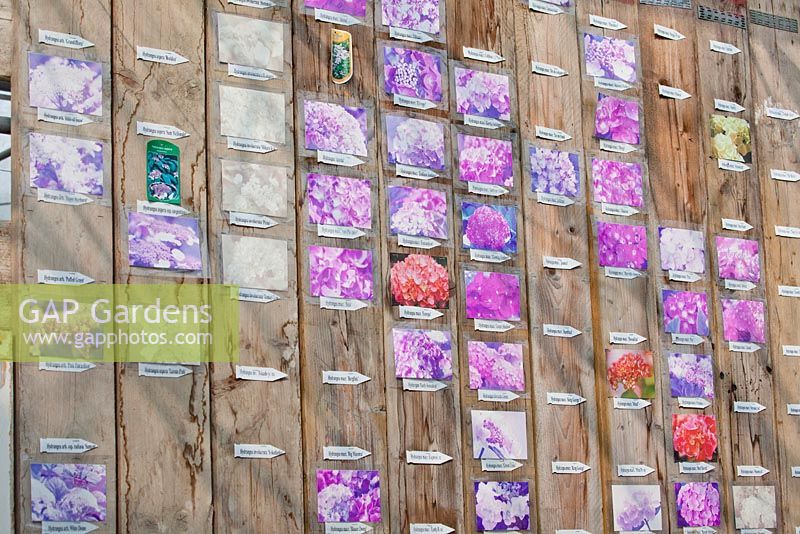 Wall decorated with images of Hydrangea.