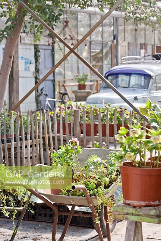 Wheelbarrow with selected plants icluding Helleborus. Volvo in the background.