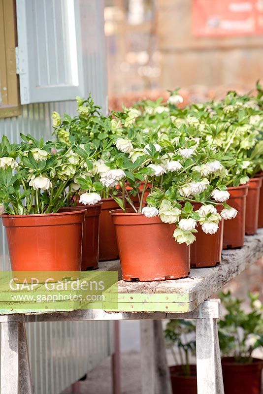 Helleborus in pots shown on shelves