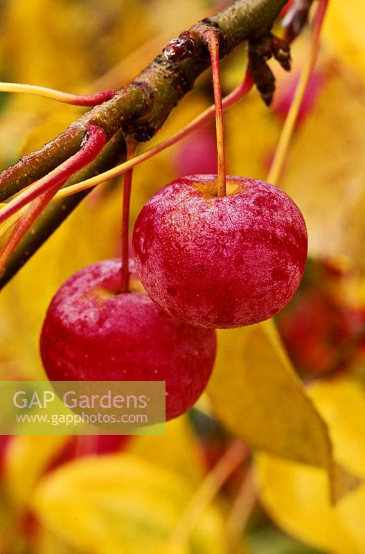 Malus x robusta 'Red Sentinel' - close up of berries in november