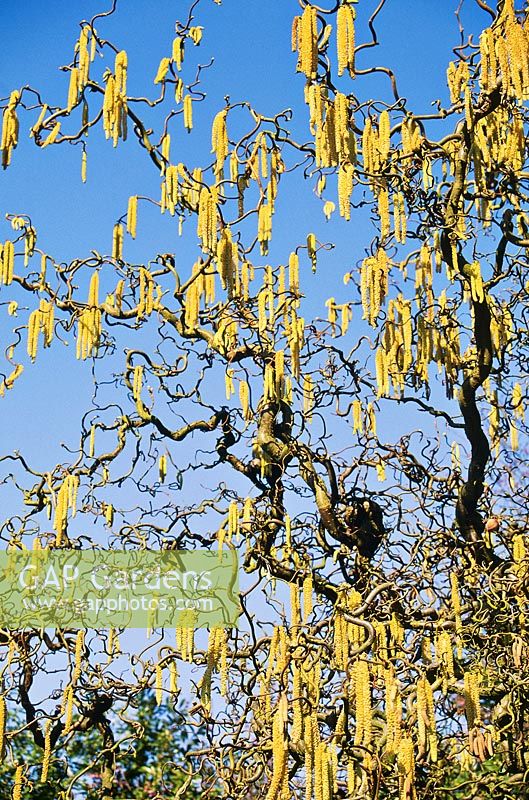 Corylus avellana 'Contorta'  - hazel or cobnut catkins 