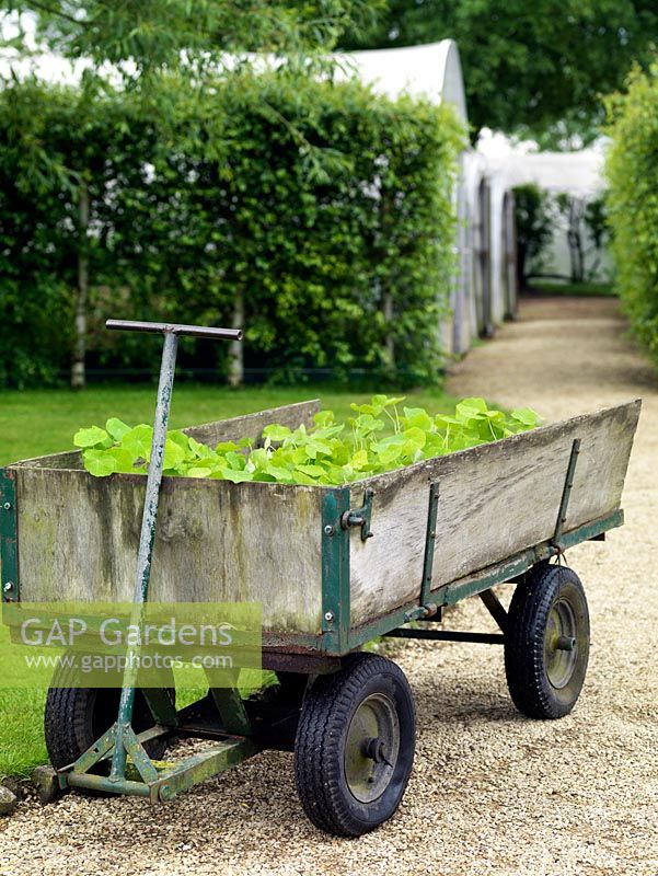 Cart of young nasturtium plants. The two-acre, organic, walled kitchen garden at Le Manoir aux Quat'Saisons, conceived by celebrity chef, Raymond Blanc. 