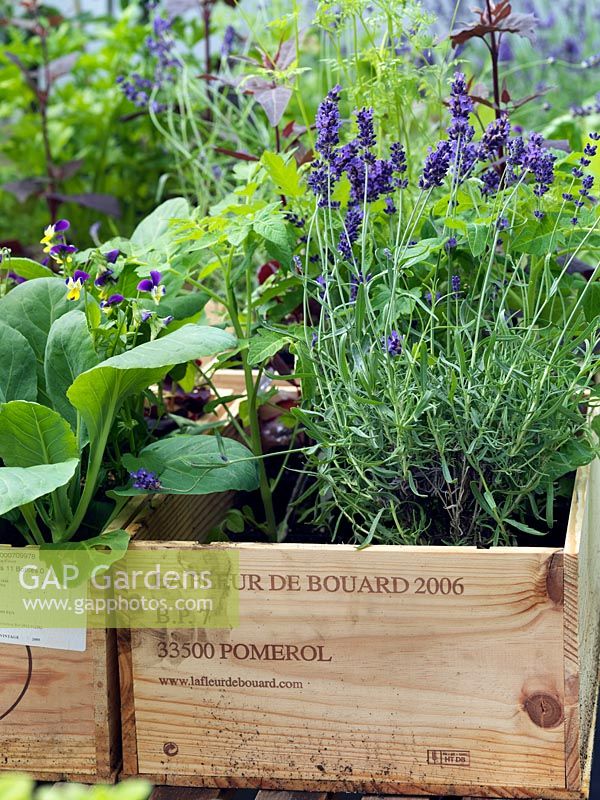 Box of edible flowers such as lavender, and purple orach. The two-acre, organic, walled kitchen garden at Le Manoir aux Quat'Saisons, conceived by celebrity chef, Raymond Blanc. 