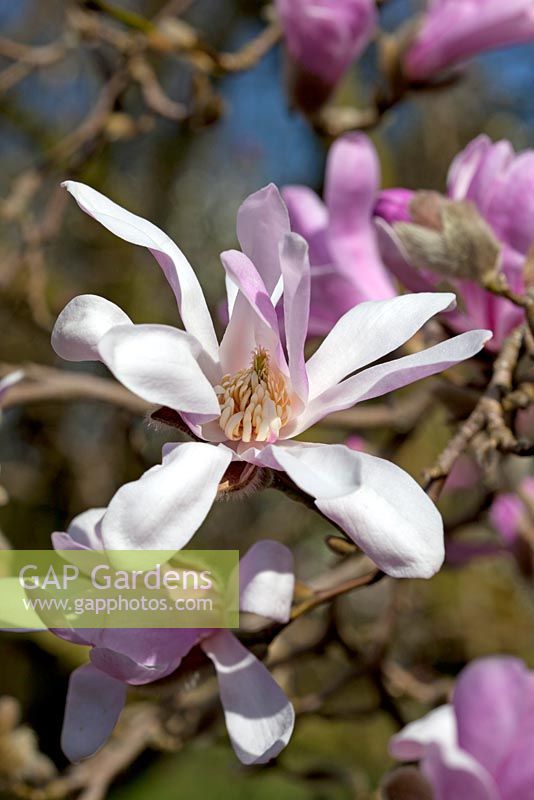 Magnolia x Lobneri 'Leonard Messel'